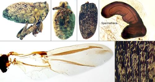 Réf. 308 000 : Ceutorhynchus pallidactylus
